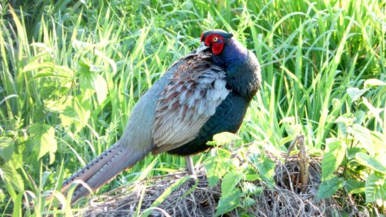 Green Pheasant in the morning