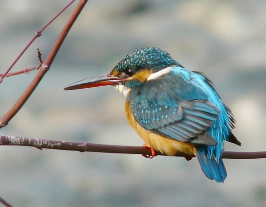 Kingfisher by FZ18