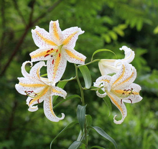 Gold-banded Lily / Lilium auratum Lindl. / 山百合(ヤマユリ)