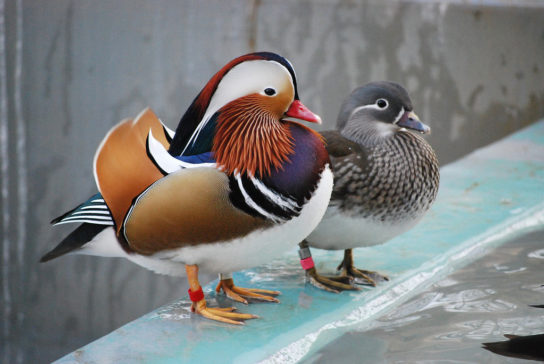 オシドリ(Mandarin duck)