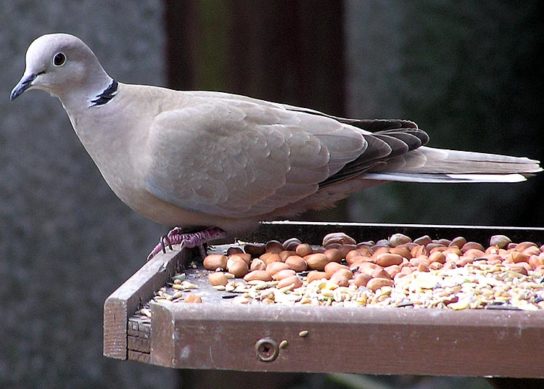 Collared Dove in an English garden. The bird had just finished a meal of peanuts from the bird table.