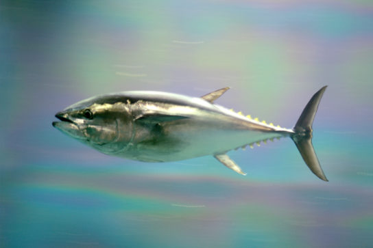 Pacific bluefin tuna at Kasai Rinkai Park, Tokyo, Japan