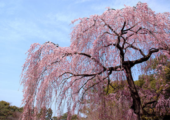 シダレザクラ - 都道府県の木、花、鳥。