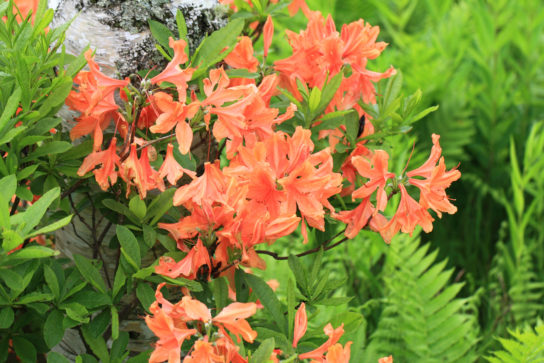 Japanese azalea / Rhododendron molle subsp. japonicum / 蓮華躑躅(レンゲツツジ)