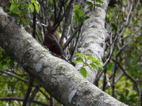 Okinawa woodpecker 