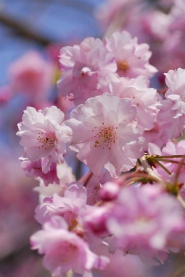 桜　サトザクラ　ピンク色