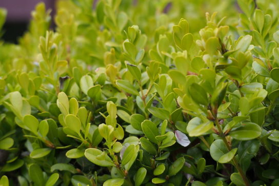 Buxus microphylla var. japonica