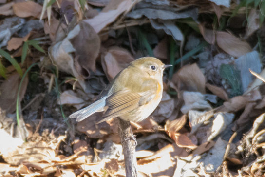 ルリビタキ ー 津久井湖城山公園