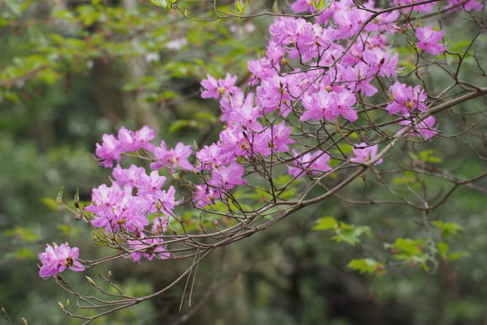 Rhododendron dilatatum var. dilatatum