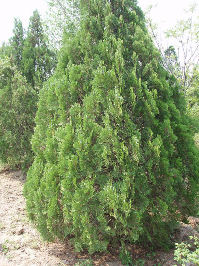 Morgenländischer Lebensbaum (Platycladus orientalis), Habitus einer jungen Pflanze.