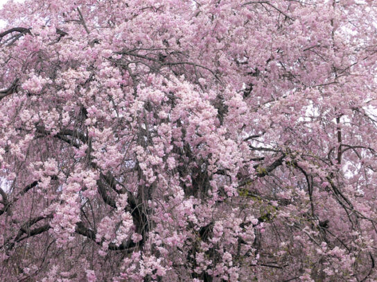 羊山公園の八重桜